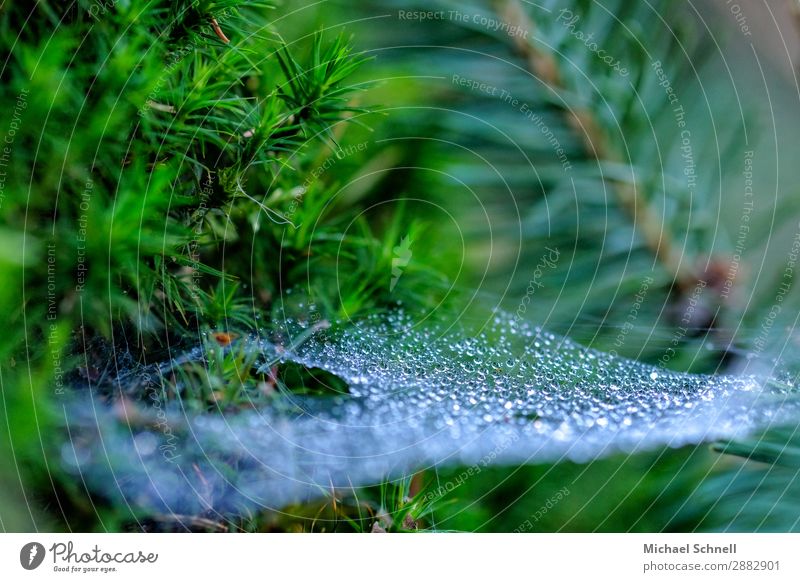 Tautropfen im Spinnennetz Umwelt Natur Pflanze Wasser Wassertropfen Frühling authentisch glänzend nachhaltig nass natürlich grün Leichtigkeit ruhig zerbrechlich
