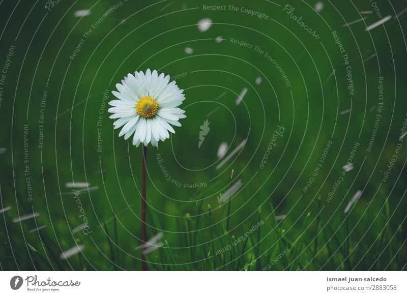 Gänseblümchenpflanze im Frühjahr Korbblütengewächs Blume weiß Blütenblatt Pflanze Garten geblümt Natur Dekoration & Verzierung Romantik Beautyfotografie