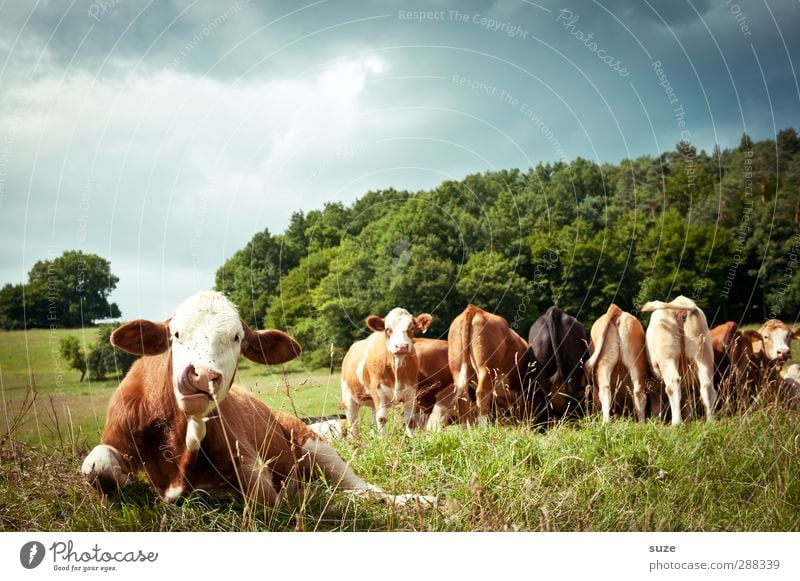 Kuwait Bioprodukte Natur Tier Wiese Nutztier Kuh Tiergruppe Herde lustig natürlich niedlich grün Tierliebe Landleben Biologische Landwirtschaft Milchwirtschaft