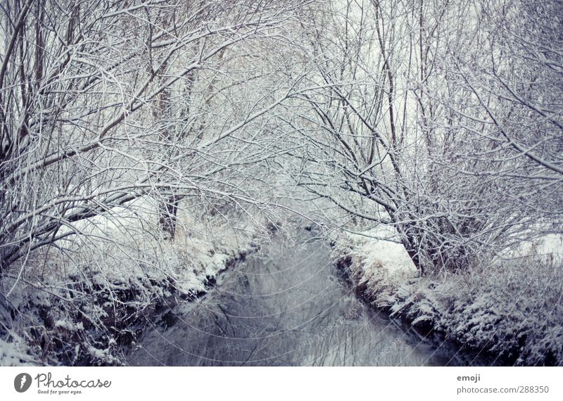 still Umwelt Natur Winter Schnee Baum Sträucher Wald Bach Fluss kalt natürlich blau weiß ruhig Eis Farbfoto Gedeckte Farben Außenaufnahme Menschenleer Tag