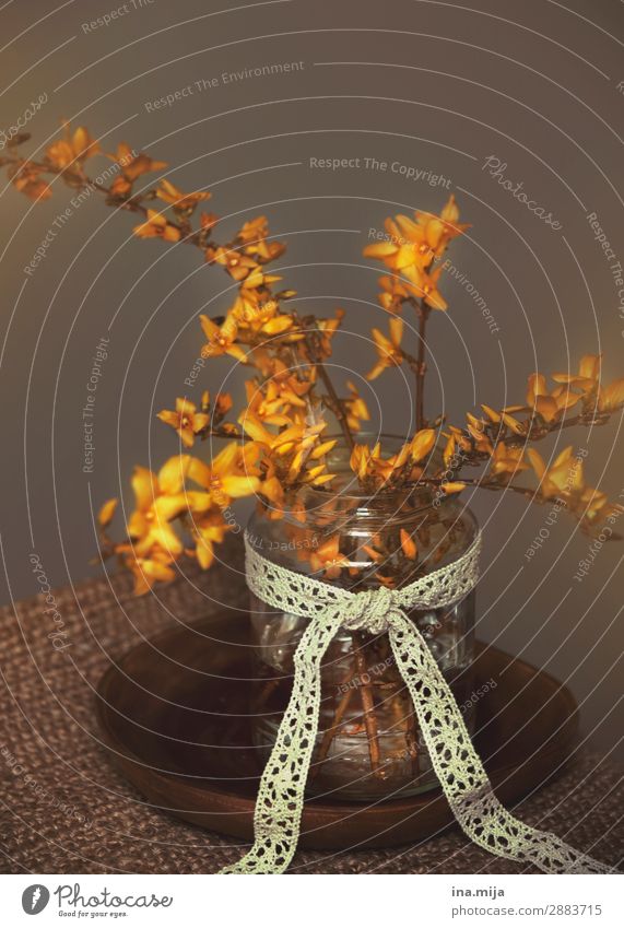 Forsythienstrauß Umwelt Natur Pflanze Frühling Dekoration & Verzierung Blumenstrauß Schleife Kitsch Krimskrams Holz Glas Schnur Knoten Duft ästhetisch Farbe