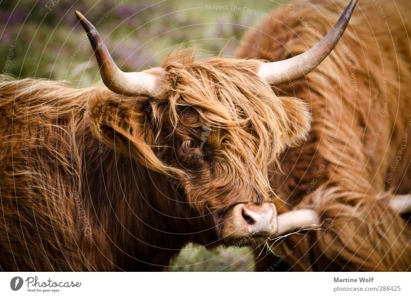 Highland Cattle Natur Großbritannien Schottland Europa Tier Nutztier Kuh Rind Galloway Schottisches Hochlandrind Horn 2 Farbfoto Außenaufnahme Tag