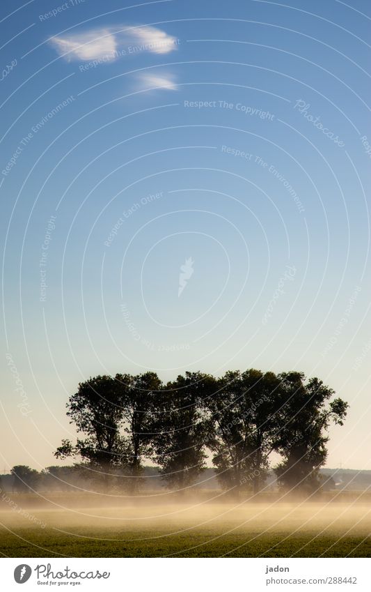 der weisse nebel wunderbar. Landschaft Pflanze Urelemente Himmel Wolken Herbst Nebel Baum Feld fantastisch blau Stimmung Horizont Natur Allee Brandenburg