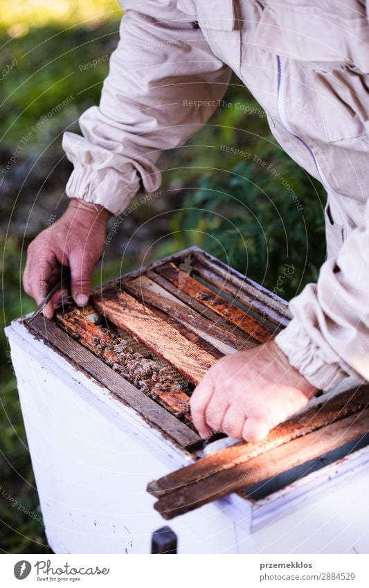 Imker, der im Bienenstock arbeitet. Sommer Arbeit & Erwerbstätigkeit Mensch Mann Erwachsene Natur Tier zeichnen natürlich Ackerbau Bienenkorb Bienenzucht