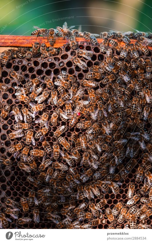 Bienenstock auf Wabe sitzend Sommer Arbeit & Erwerbstätigkeit Mensch Mann Erwachsene Natur Tier zeichnen natürlich Ackerbau Bienenkorb Bienenzucht Bienenhof