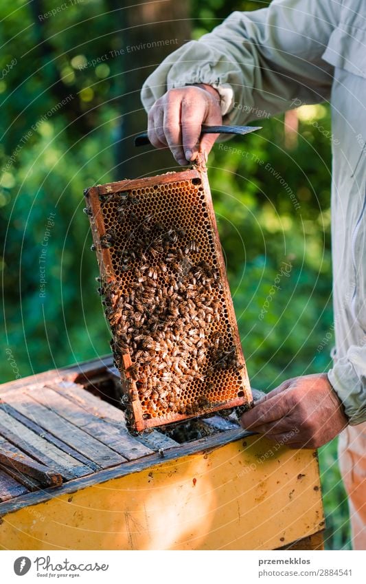 Imker, der im Bienenstock arbeitet. Sommer Arbeit & Erwerbstätigkeit Mensch Mann Erwachsene Natur Tier zeichnen natürlich Ackerbau Bienenkorb Bienenzucht