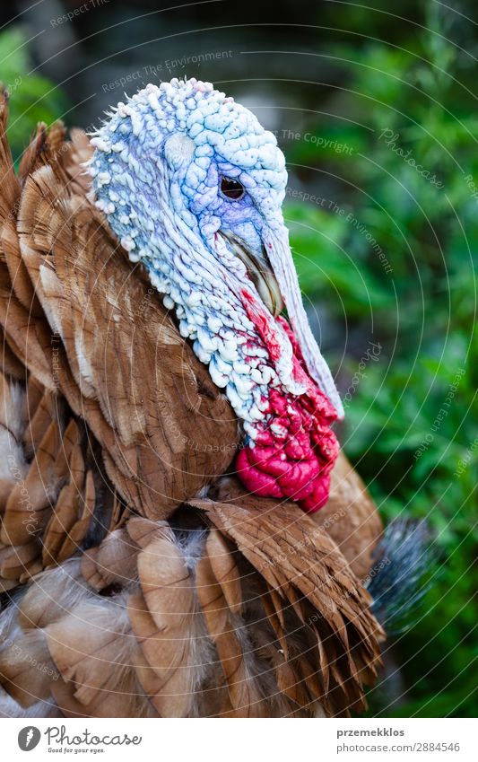 Nahaufnahme eines braunen Truthahns Mann Erwachsene Natur Tier Vogel wild Feder Tierwelt Farbfoto Außenaufnahme Porträt