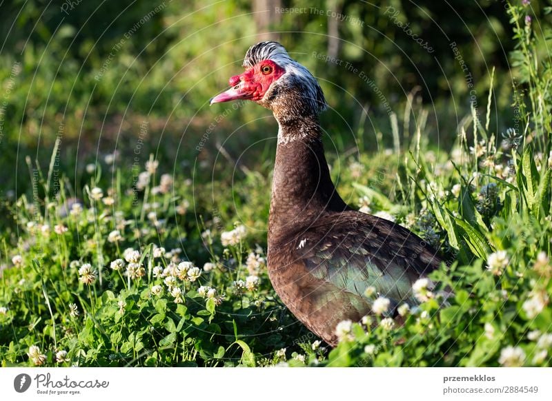 Drake im Gras stehend Leben Mann Erwachsene Natur Tier Vogel wild braun Erpel Ente eine Tierwelt Farbfoto Außenaufnahme