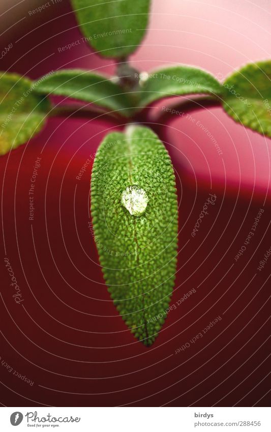 Salbei auf Rosa Kräuter & Gewürze Wassertropfen Blatt Grünpflanze Topfpflanze Duft glänzend leuchten Wachstum ästhetisch außergewöhnlich elegant frisch positiv