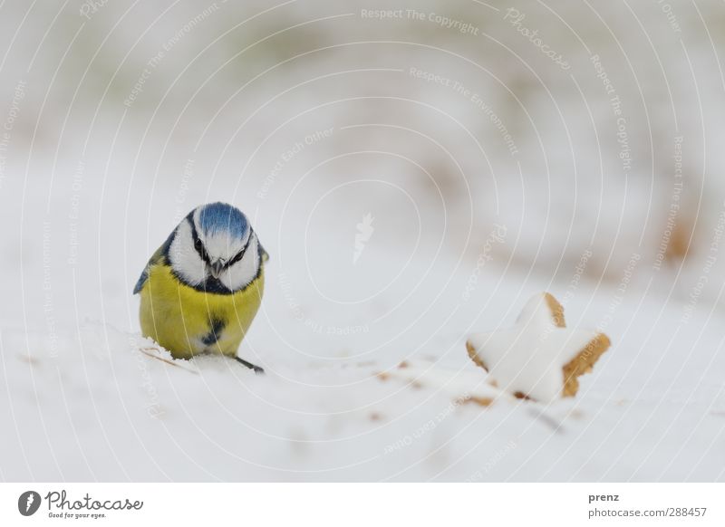 weihnachtliche Blaumeise Umwelt Natur Tier Schnee Wildtier Vogel 1 niedlich blau gelb Meisen Zimtstern Weihnachten & Advent Farbfoto Außenaufnahme Menschenleer