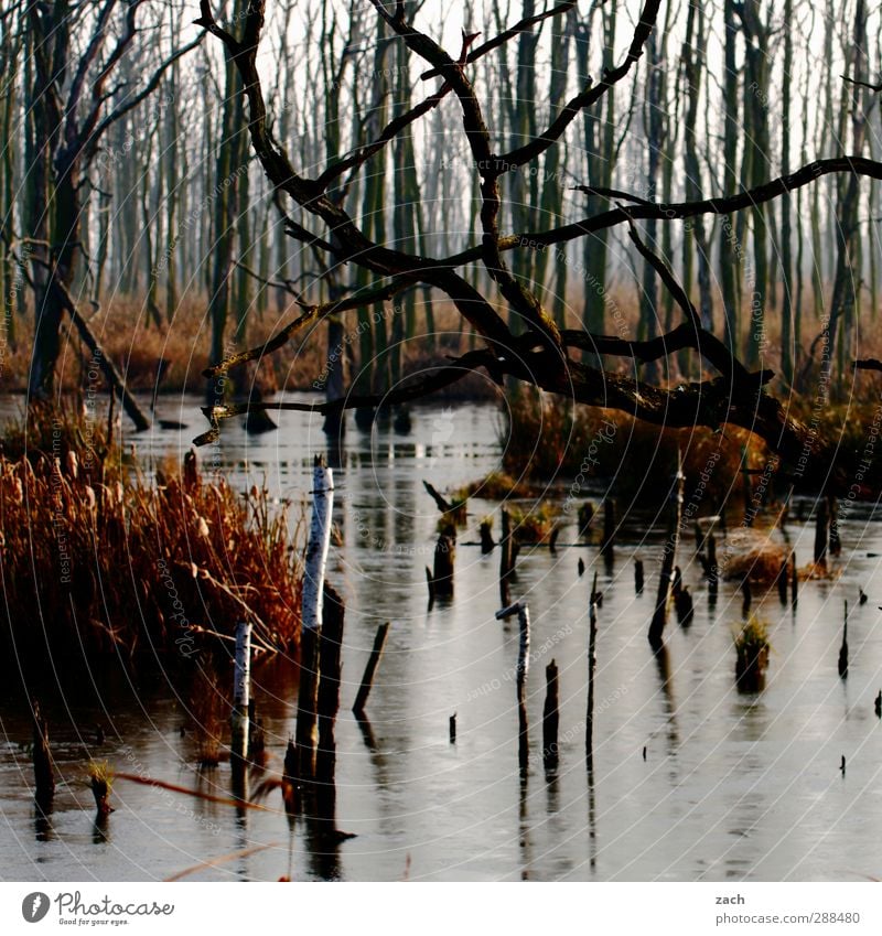 Herbst Umwelt Natur Landschaft schlechtes Wetter Nebel Pflanze Baum Moos Birke Birkenwald Wald Moor Sumpf Holz Wasser verblüht braun Endzeitstimmung Verfall
