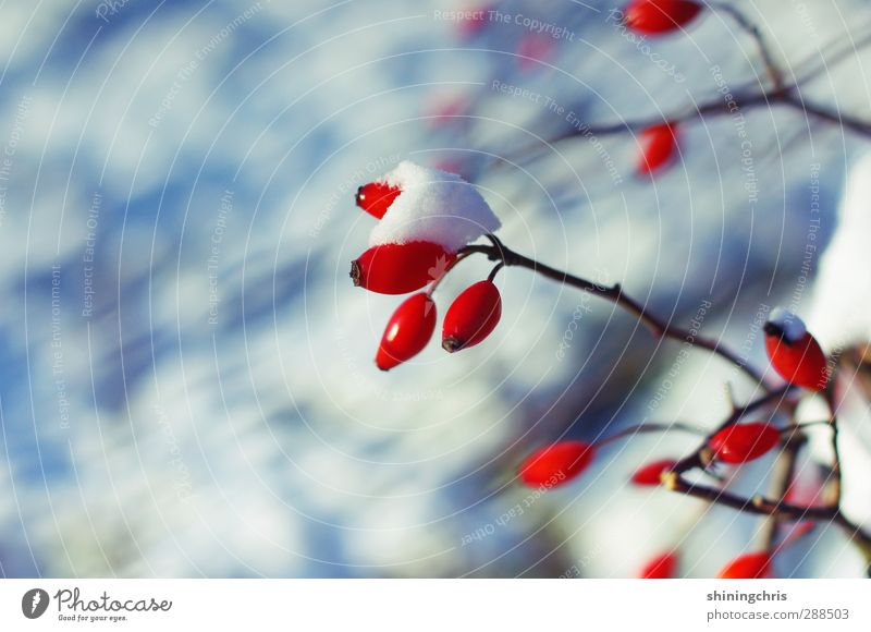 eistee Natur Winter Schnee Pflanze Hagebutten kalt blau rot weiß Kontrast Außenaufnahme Textfreiraum links Tag Licht Schwache Tiefenschärfe Zentralperspektive