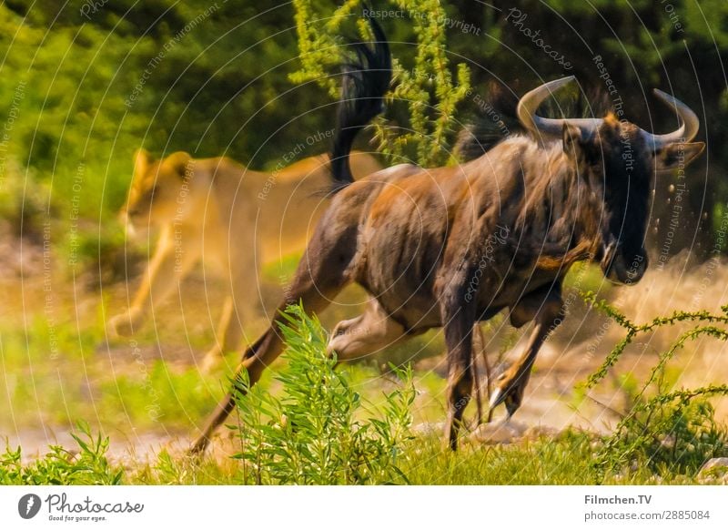 Löwenjagt Wildtier Gnu Angst Abenteuer Geschwindigkeit Afrika Etoscha-Pfanne Namibia Farbfoto Außenaufnahme Textfreiraum links Textfreiraum rechts