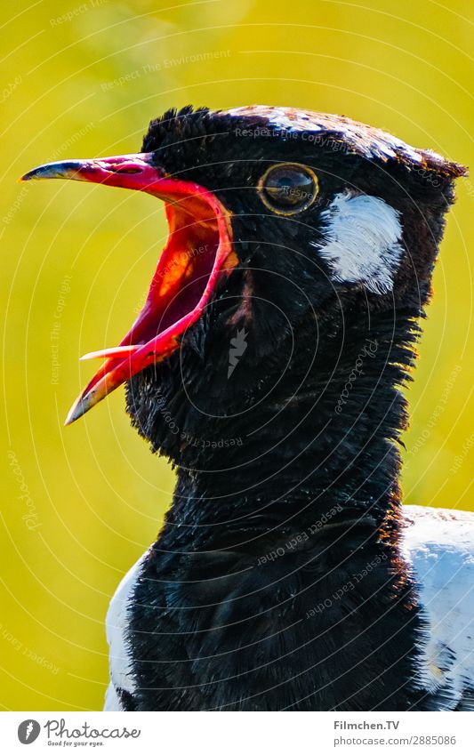 kleiner Schreihals Tier Vogel 1 Brunft Kommunizieren schreien authentisch wild gelb rot schwarz weiß Gefühle Sehnsucht Einsamkeit Afrika Etoscha-Pfanne Namibia