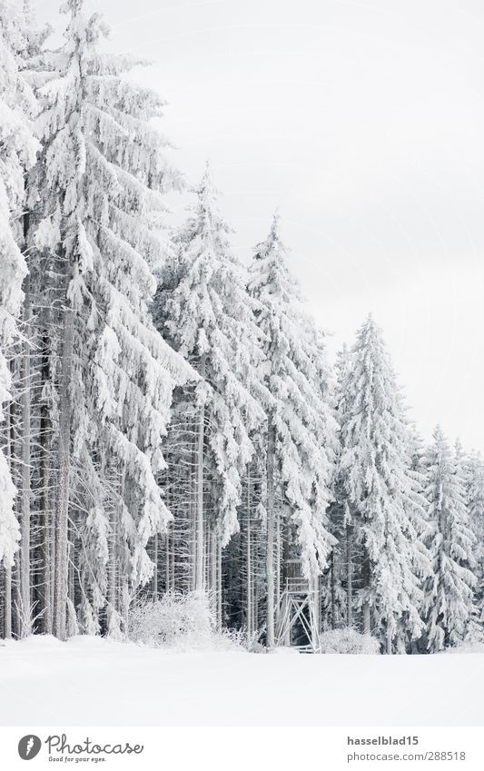 Thüringer Winterwald Wellness Zufriedenheit Erholung ruhig Freizeit & Hobby Ferne Schnee Umwelt Natur Klimawandel Schneefall Baum Feld Wald Berge u. Gebirge