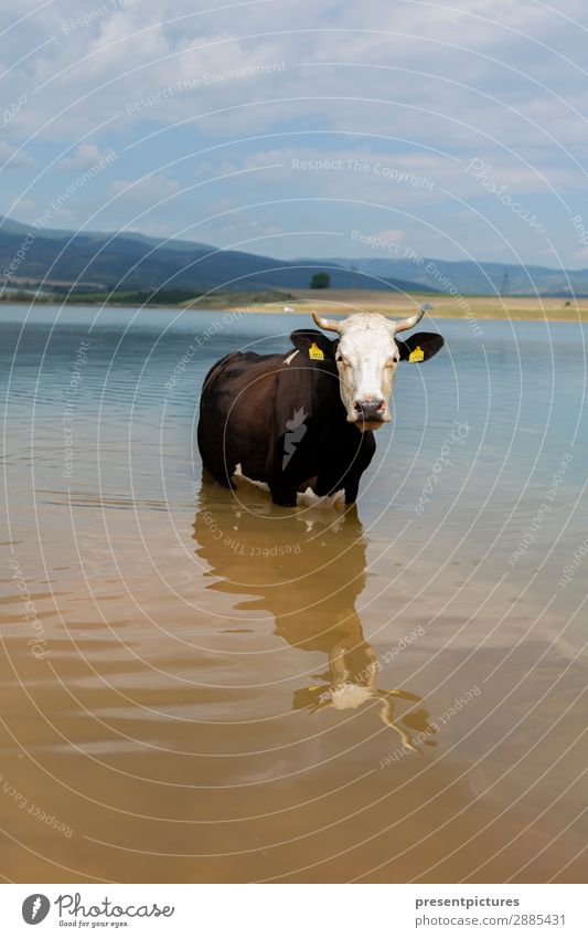 A Cow in the water Lifestyle Ferien & Urlaub & Reisen Ausflug Abenteuer Ferne Freiheit Camping Sommer Sommerurlaub Sonne Sonnenbad Natur Landschaft Wasser
