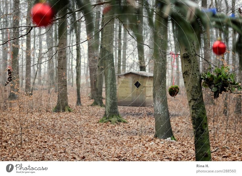 Schmucker Wald Weihnachten & Advent Winter Baum Hütte Christbaumkugel Dekoration & Verzierung hängen authentisch natürlich rot Lebensfreude Vorfreude Tradition