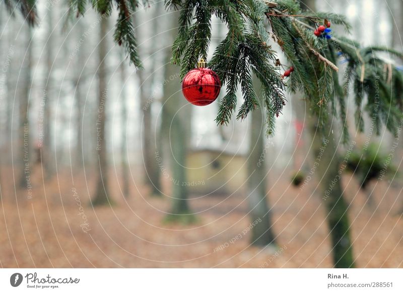 Schmucker Wald II Feste & Feiern Weihnachten & Advent Natur Winter Baum Hütte Dekoration & Verzierung Christbaumkugel hängen authentisch natürlich grün rot