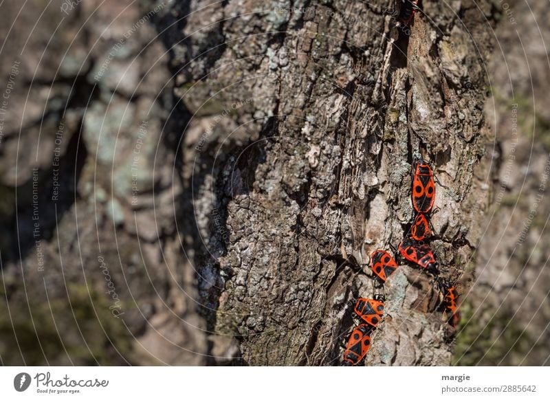 Uneinigkeit auf dem Baumstamm Natur Tier Frühling Schönes Wetter Grünpflanze Garten Park Wald Wildtier Käfer Tiergruppe Tierfamilie braun rot schwarz krabbeln
