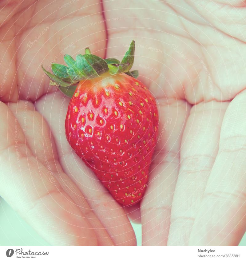 eine frische Erdbeere in der Hand Frucht Dessert Essen Sommer Mensch Natur Pflanze Blatt retro saftig rot weiß Farbe landwirtschaftlich Ackerbau Beeren
