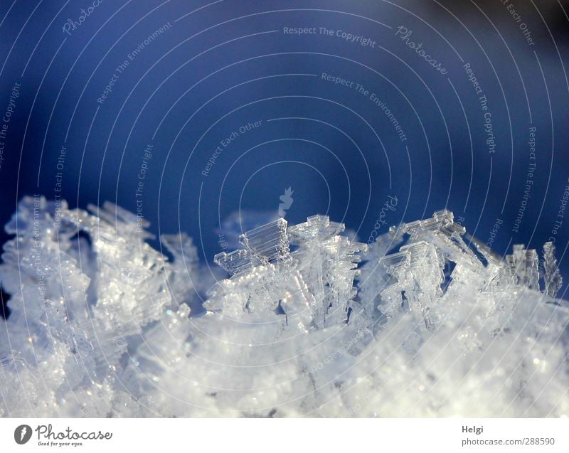 bizarre Winterwunderwelt Umwelt Natur Eis Frost Schnee berühren frieren glänzend liegen ästhetisch außergewöhnlich eckig schön einzigartig kalt klein natürlich