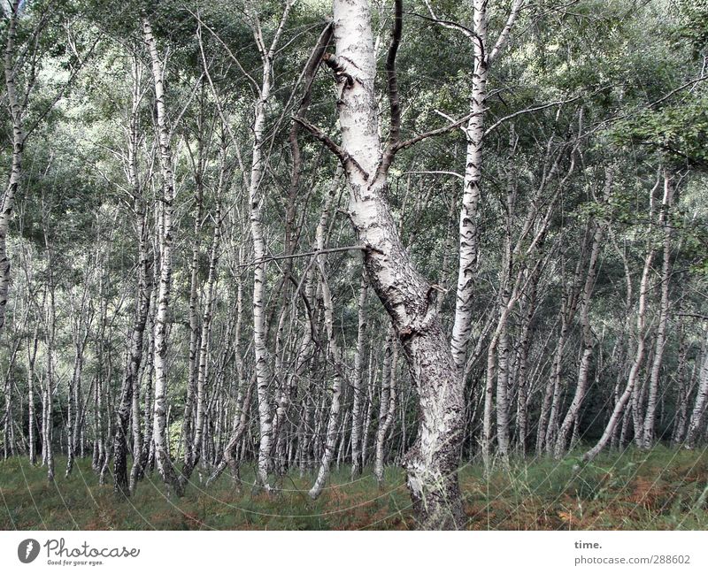 Wohnzimmer Umwelt Natur Landschaft Pflanze Baum Blatt Wildpflanze Birke Birkenwald Baumstamm Wiese Wald Holz stehen loyal Verschwiegenheit beweglich standhaft