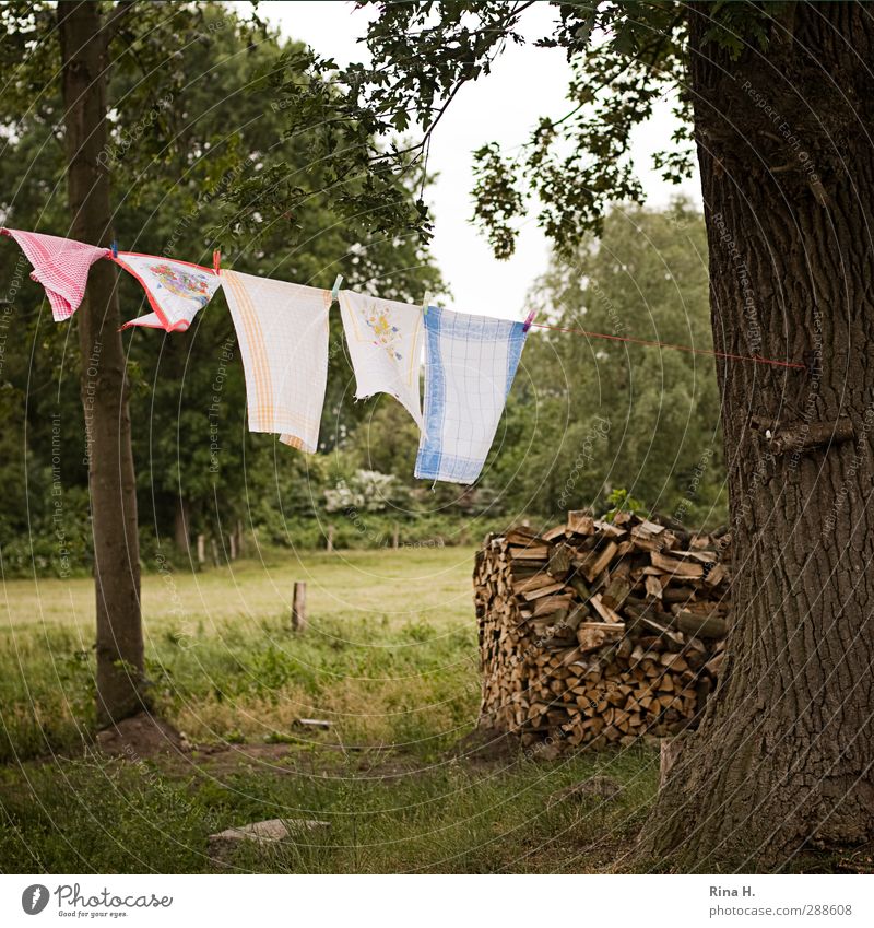 Landleben Sommer Schönes Wetter Baum Garten Wäsche Holz hängen authentisch natürlich Sauberkeit Natur rein Eiche Handtuch Farbfoto Außenaufnahme Menschenleer