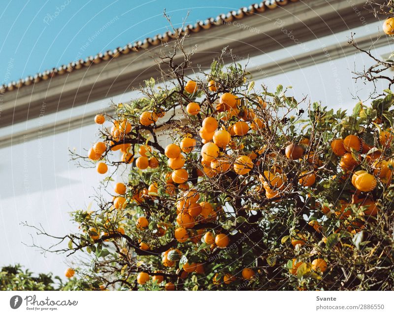 Orangenbaum in Portugal Baum Faro Ferien & Urlaub & Reisen Frucht Obstbaum Großstadt Wachstum frisch Farbfoto Menschenleer Tag