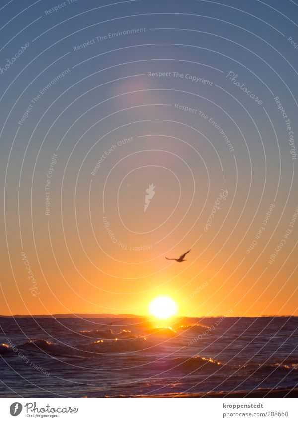 Stürmischer Auftritt Natur Luft Wasser Horizont Sonne Sonnenaufgang Sonnenuntergang Sonnenlicht Herbst Schönes Wetter Wellen Ostsee Insel Usedom Romantik