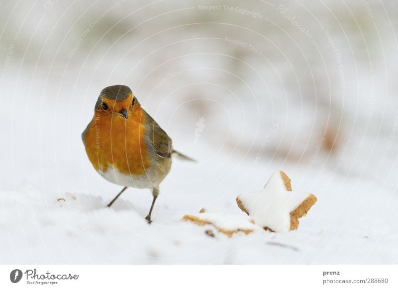 robin Umwelt Natur Tier Schnee Wildtier Vogel 1 braun rot Rotkehlchen Weihnachten & Advent Winter Zimtstern Singvögel Farbfoto Außenaufnahme Menschenleer