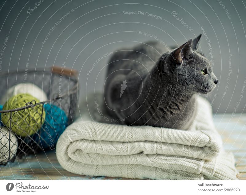 Russisch Blau Katze elegant Stil Erholung Handarbeit stricken Häusliches Leben Tier Haustier 1 Decke Strickdecke strickknäuel Knäuel Korb Drahtkorb beobachten