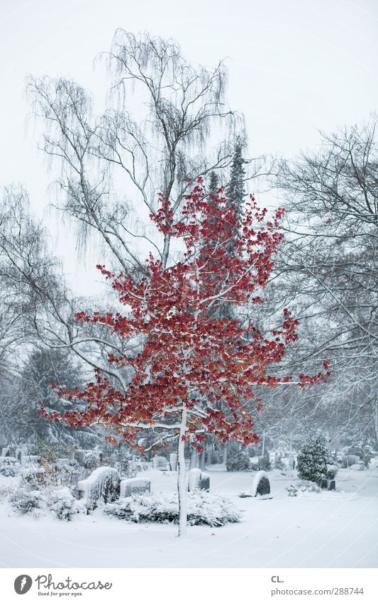 sonderling Umwelt Natur Landschaft Winter Klima Klimawandel Eis Frost Schnee Schneefall Baum außergewöhnlich rot weiß schön Glaube kalt Religion & Glaube Tod