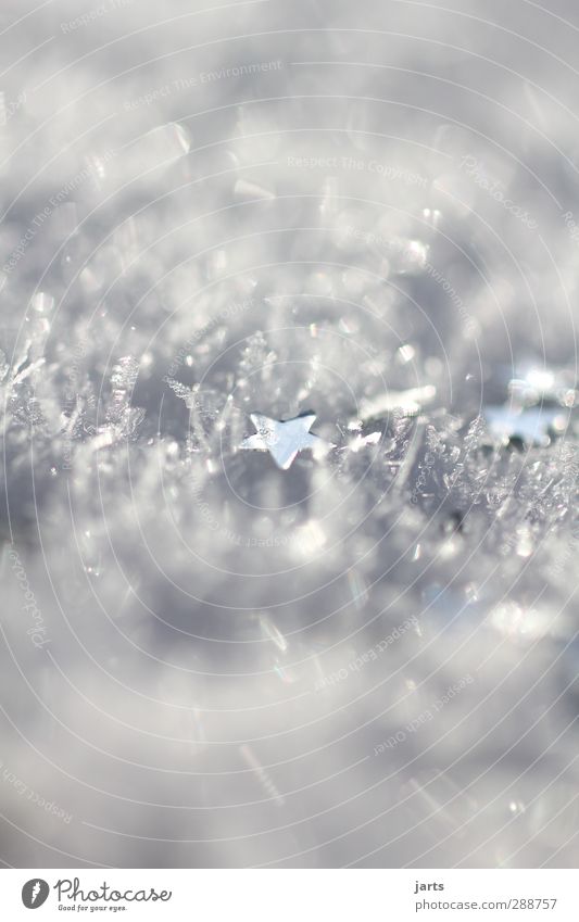 schneestern Winter Eis Frost Schnee glänzend Hoffnung Wunsch Weihnachten & Advent Stern (Symbol) Farbfoto Außenaufnahme Nahaufnahme Detailaufnahme Makroaufnahme