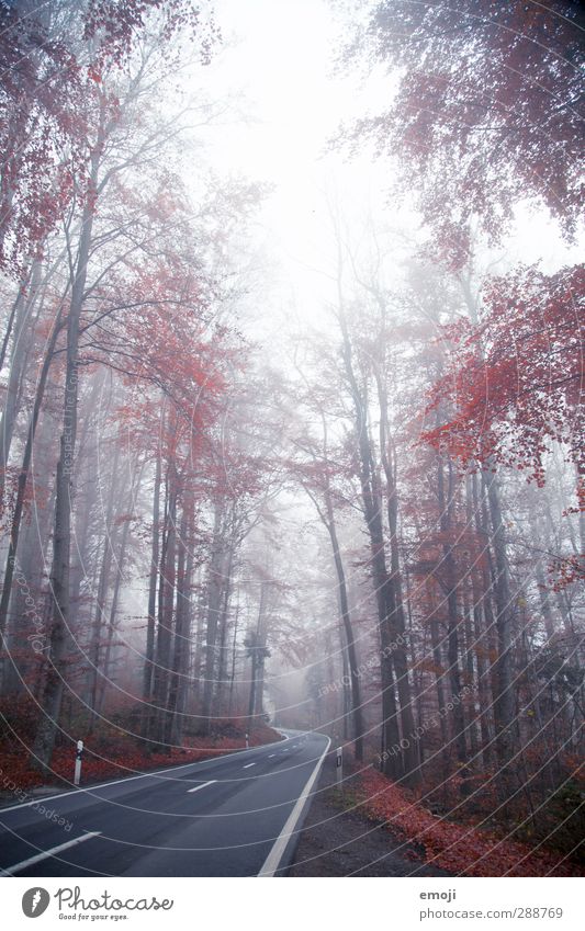 Strasse ins Ungewisse Umwelt Natur Landschaft Herbst Winter schlechtes Wetter Nebel Pflanze Baum natürlich rot Straße Farbfoto Außenaufnahme Menschenleer Tag
