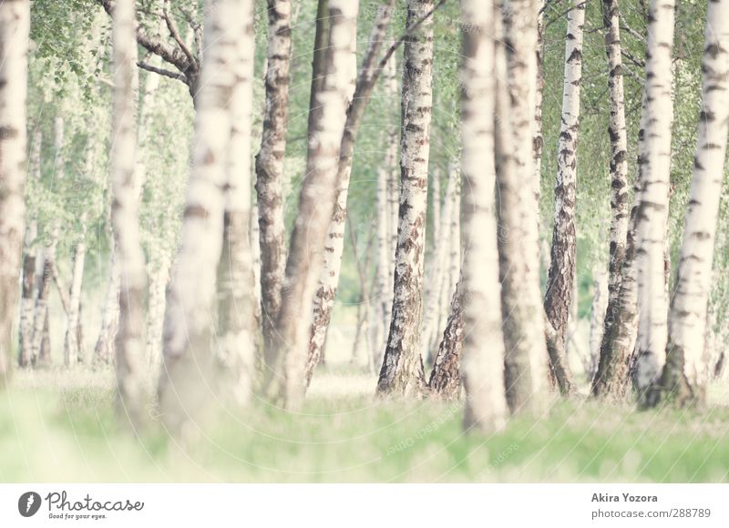 Vom Suchen und Finden. Natur Sommer Baum Gras Birkenwald stehen Wachstum natürlich grün schwarz weiß Zufriedenheit Erholung Idylle ruhig Farbfoto