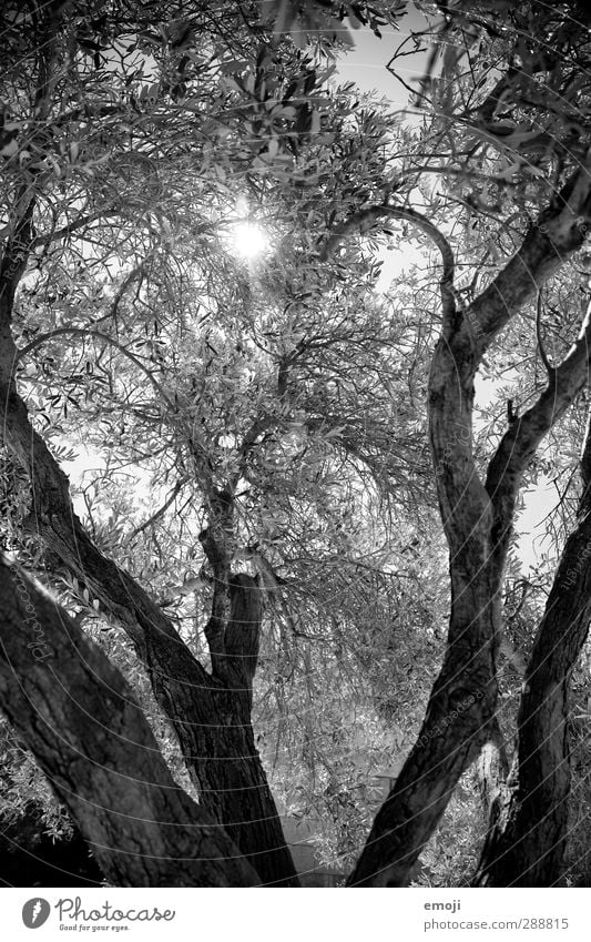 Athena Umwelt Natur Pflanze Baum Blatt Ast schwarz weiß Schwarzweißfoto Außenaufnahme Menschenleer Tag Licht Schatten Sonnenlicht Sonnenstrahlen