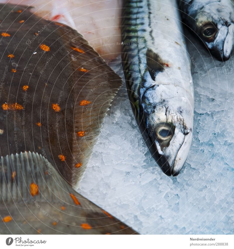 Auf Eis.... Lebensmittel Fisch Meeresfrüchte Bioprodukte Tier Totes Tier Diät genießen rein stagnierend Vergänglichkeit Scholle Frischfisch Makrele Fischmarkt
