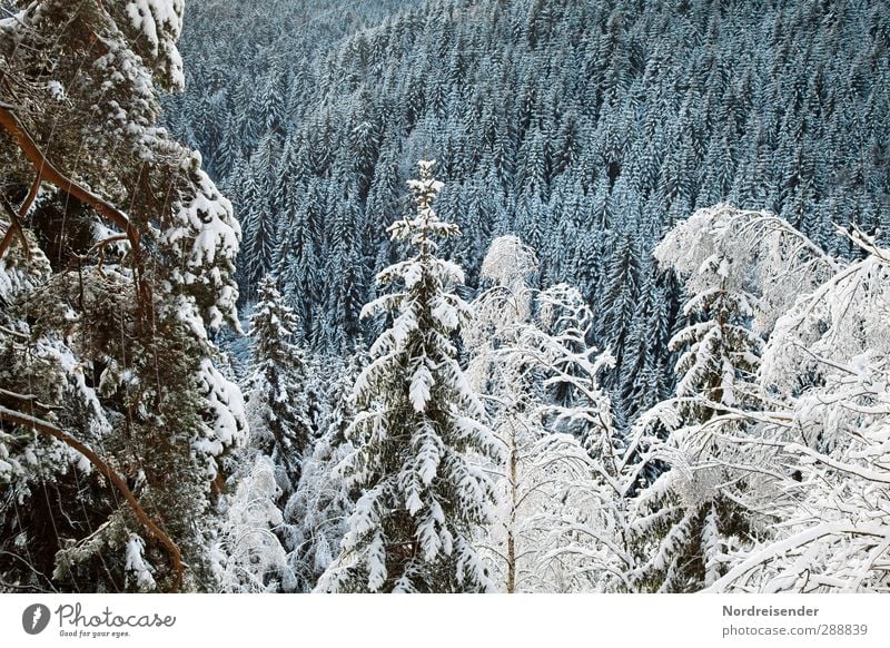 Thüringer Wald Leben Sinnesorgane ruhig Tourismus Winter Winterurlaub Berge u. Gebirge Landwirtschaft Forstwirtschaft Klima Eis Frost Schnee Baum ästhetisch