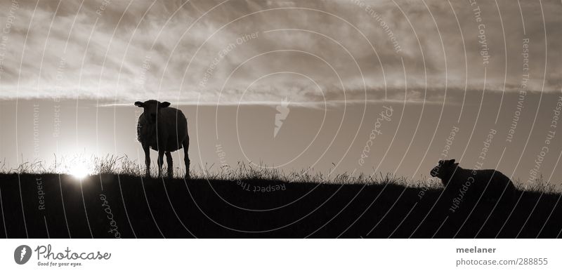 Deichschafe Himmel Schönes Wetter Küste Nordsee Haustier Schaf 2 Tier dunkel Stimmung ruhig Schwarzweißfoto Außenaufnahme Abend Licht Kontrast Silhouette