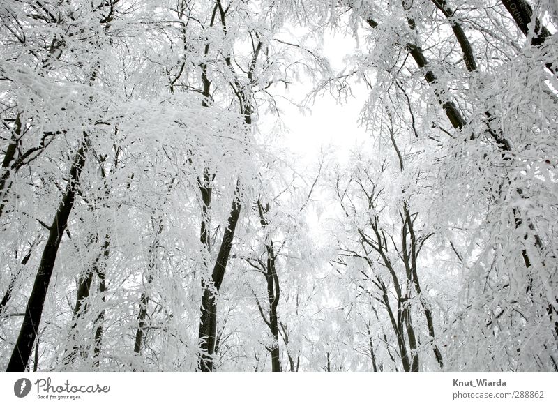 Winter, verschneite Bäume Umwelt Natur Landschaft Himmel Klima Wetter Schnee Baum Wald Holz frieren kalt schön schwarz weiß Winterwald Schneelandschaft Äste