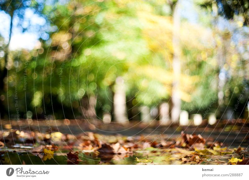 Letztens im Herbst Umwelt Natur Landschaft Pflanze Wasser Sonne Sonnenlicht Schönes Wetter Baum Blatt Grünpflanze Park Pfütze gelb grün herbstlich leer Farbfoto