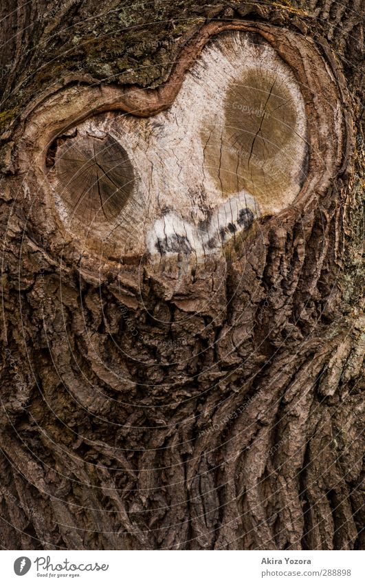 o.O Baum Baumrinde Gesicht beobachten Natur natürlich Blick Wachsamkeit
