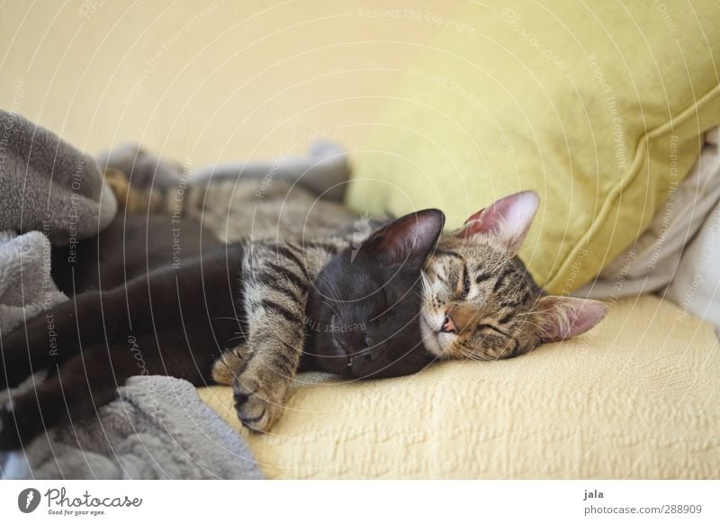 lazy saturday Tier Haustier Katze 2 liegen schlafen Umarmen schön Akzeptanz Vertrauen Geborgenheit Einigkeit Warmherzigkeit Sympathie Freundschaft Zusammensein
