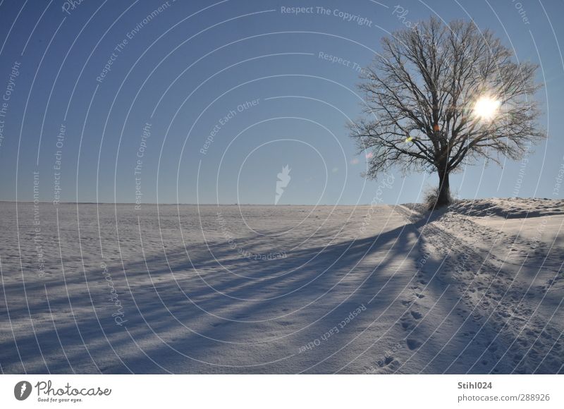 Lieblingsbaum harmonisch Erholung ruhig Meditation Winter Schnee Winterurlaub wandern Landschaft Horizont Sonnenlicht Schönes Wetter Eis Frost Baum Eiche
