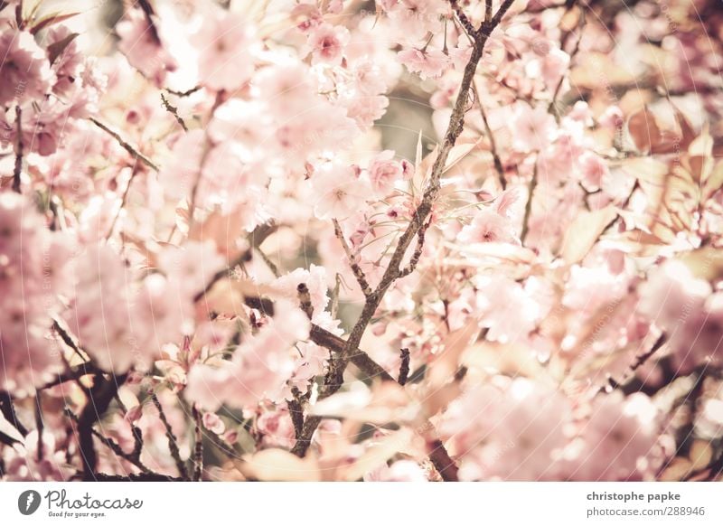 Osaka-Style Natur Pflanze Frühling Baum Blüte Grünpflanze Park Blühend schön Frühlingsgefühle Duft Kirschblüten Apfelblüte Mandelblüte Japanischer Garten Asien