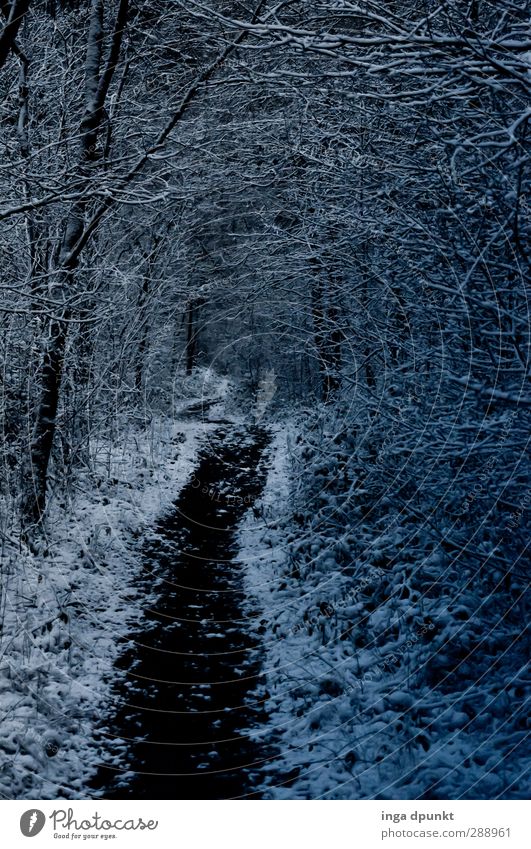 Waldweg Umwelt Natur Landschaft Pflanze Winter Umweltschutz Wege & Pfade Schneefall Jahreszeiten Waldspaziergang Außenaufnahme Menschenleer Tag Schatten