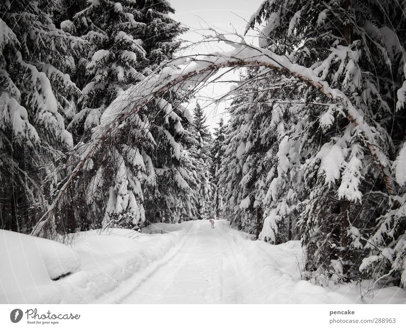 verflixt und zugenäht | festgefroren Urelemente Winter Klima Wetter Schnee Baum Wald Alpen weiß Birke frieren Eis Tor Farbfoto Gedeckte Farben Außenaufnahme Tag
