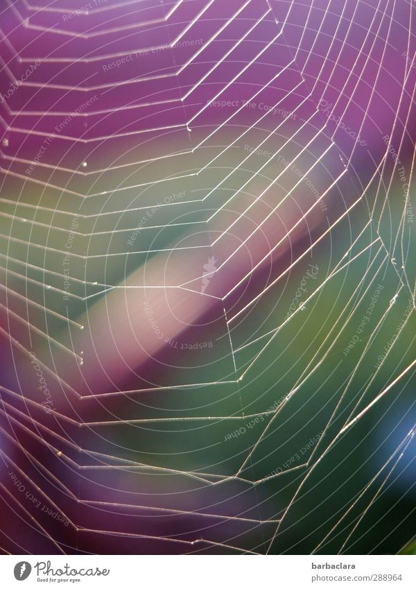 verflixt und zugenäht | am seidenen Faden Umwelt Haus PKW Spinne Spinnennetz Seidenfäden Netz frisch viele grün violett fleißig Überraschung ästhetisch Stress