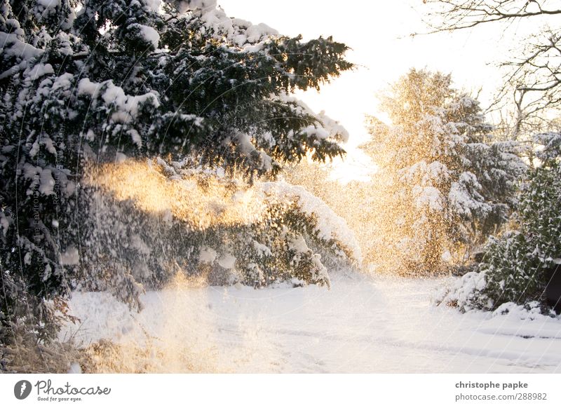 Schneezauber Winter Winterurlaub Umwelt Natur Sonnenlicht Schönes Wetter Eis Frost Schneefall Baum kalt Tanne Tannenzweig Farbfoto Außenaufnahme Menschenleer