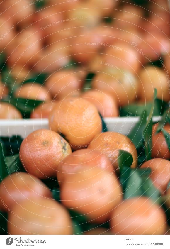 Bio Mandarinen Lebensmittel Frucht Ernährung Bioprodukte Vegetarische Ernährung Natur Herbst Blatt frisch Gesundheit lecker rund saftig grün orange Ernte